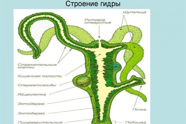 Актуальное зеркало кракен